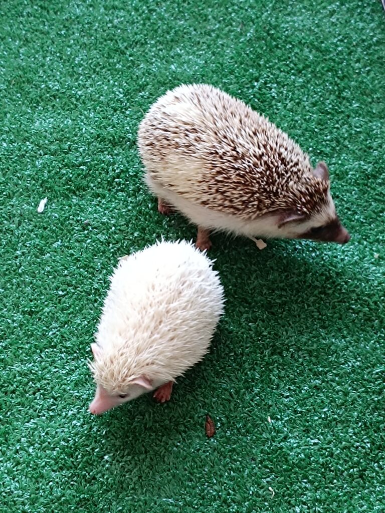 Zdjęcie: JESIENNE SPOTKANIE ZE ZWIERZĘTAMI