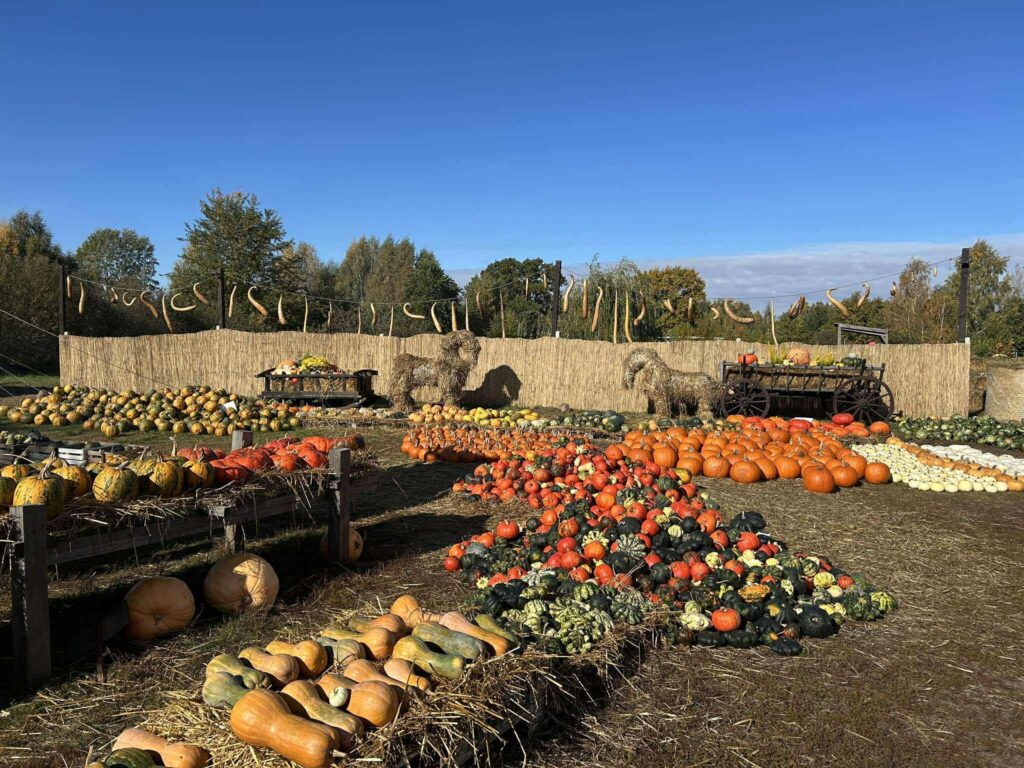 Zdjęcie: WYCIECZKA – GR. PSZCZÓŁKI I GR. SÓWKI